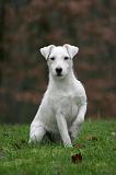 PARSON RUSSEL TERRIER 259